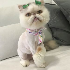 Meet your Posher, Nohora